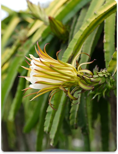 banner-pitaya-nordeste